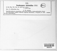 Trachyspora alchemillae image